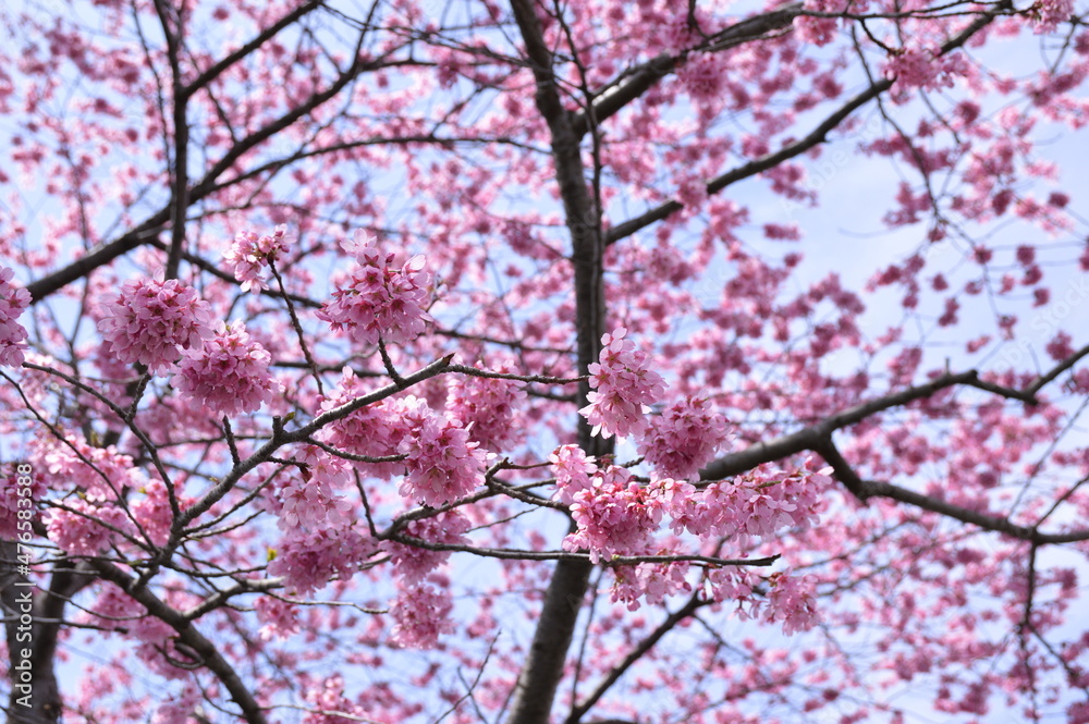 桜の集まり