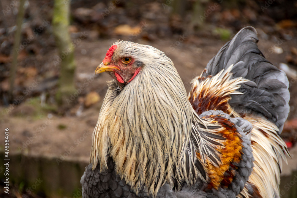 Beautifull colored Brahma rooster close up photo