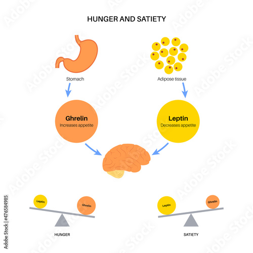 Hunger appetite hormones