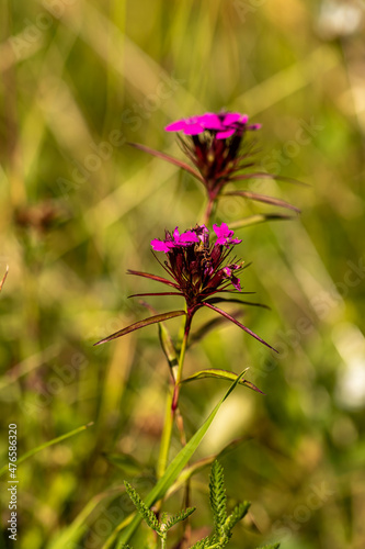 Dianthus barbatus flower growing in mountains