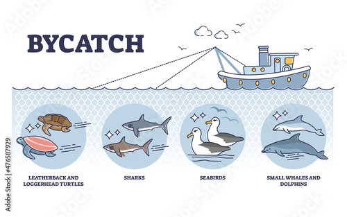 Bycatch problem with unwanted animal capture in fishing process outline diagram. Labeled educational wild species type example that suffer from unintentionally animals caught vector illustration. photo
