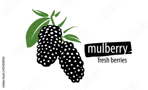 Foto Drawn vector mulberry on a white background
