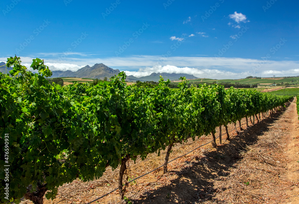 SOUTH AFRICA. Grape plantations at a grape farm near Cape Town.