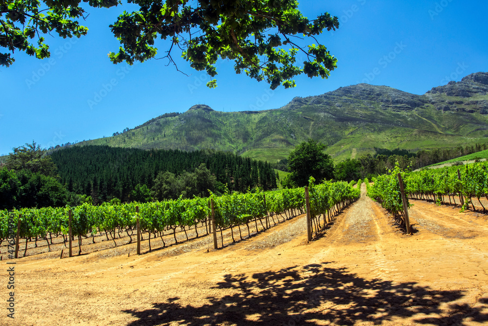 Obraz premium SOUTH AFRICA. Grape plantations at a grape farm near Cape Town.