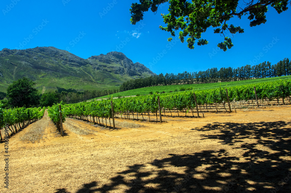 Naklejka premium SOUTH AFRICA. Grape plantations at a grape farm near Cape Town.