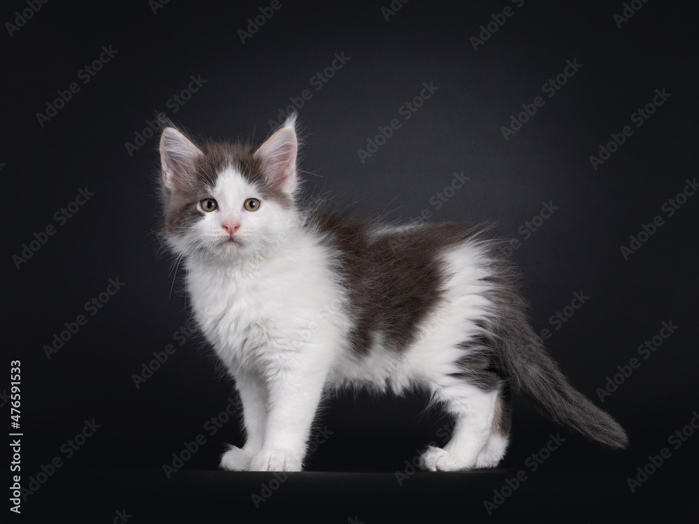Cute white with blue Maine Coon cat kitten, standing side ways. Looking towards camera. Isolated on a white background.