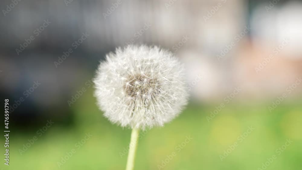 blowball dandelion with white seeds closeup slow motions, nature blowball dandelion with white seeds closeup slow motions, nature