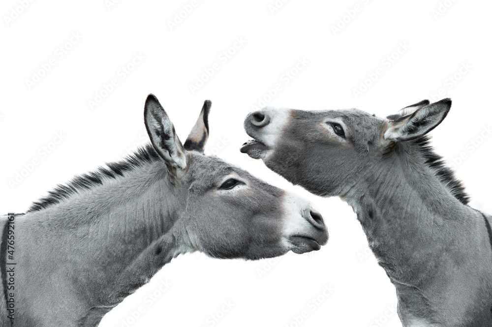 two portrait of a screaming donkey isolated on white background