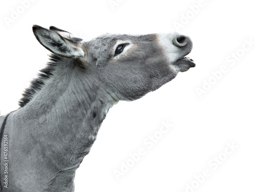 Fototapet portrait of a screaming donkey isolated on white background