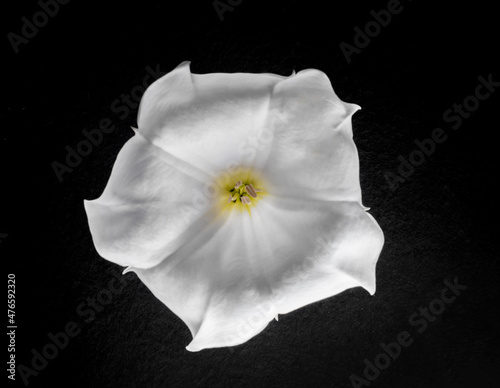 One flower on black background. Selective focus. photo