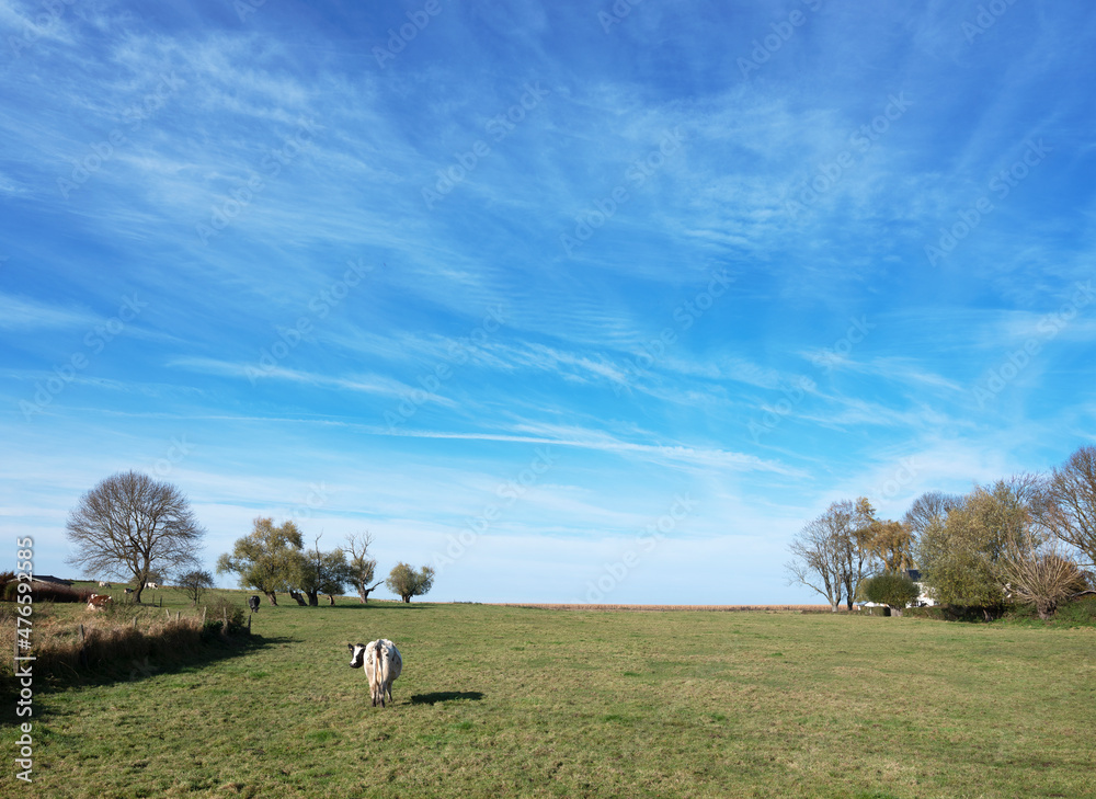 trees and cows in green grassy meadow between namur and brussels under blue sky trees and cows in green grassy meadow between namur and brussels under blue sky