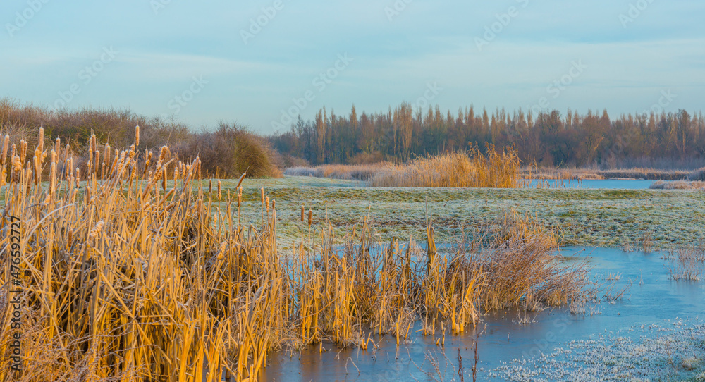 Frosty reed along the edge of a frozen lake in sunlight at sunrise in winter, Almere, Flevoland, The Netherlands, December 22, 2021