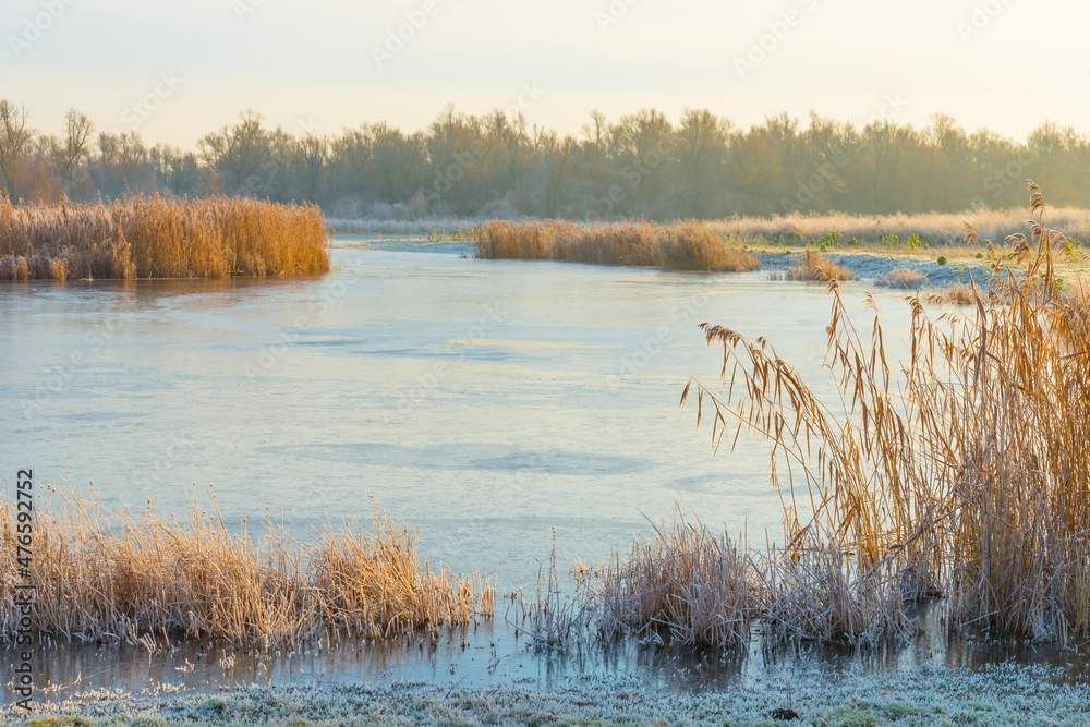 Frosty reed along the edge of a frozen lake in sunlight at sunrise in winter, Almere, Flevoland, The Netherlands, December 22, 2021
