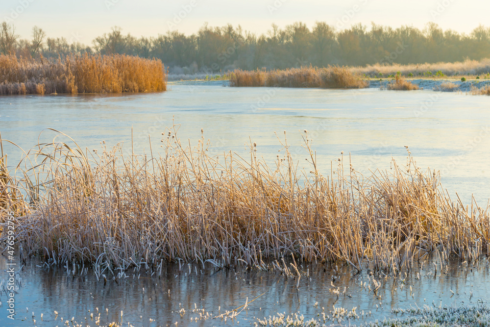 Frosty reed along the edge of a frozen lake in sunlight at sunrise in winter, Almere, Flevoland, The Netherlands, December 22, 2021