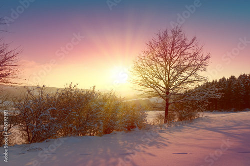Sunset under the winter tree. Christmas background.