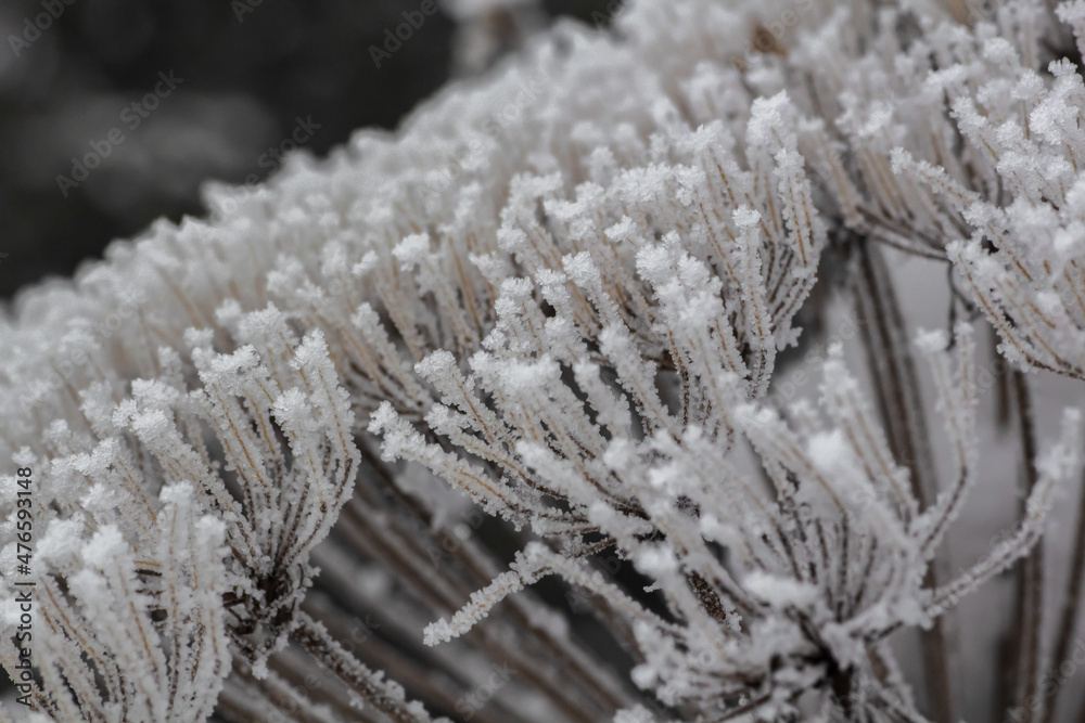 frost frost