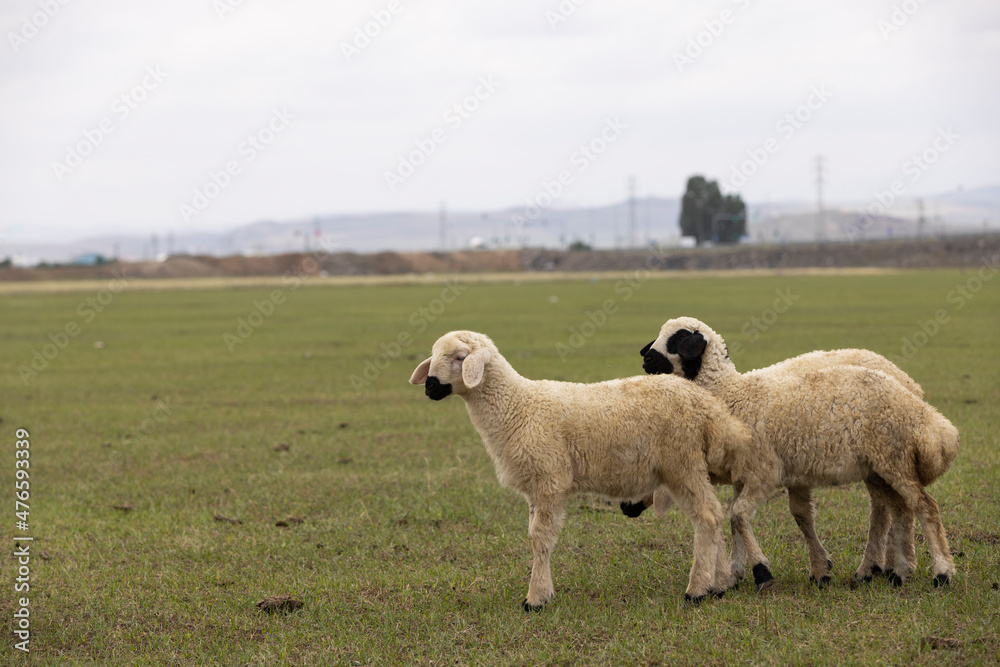 baby sheeps baby sheeps