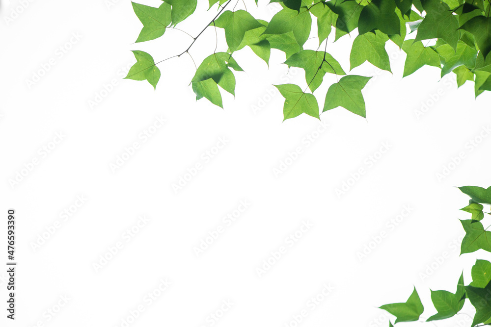 In spring, the green maple leaves background. Can be used as a border, a frame, and a wallpaper In spring, the green maple leaves background. Can be used as a border, a frame, and a wallpaper