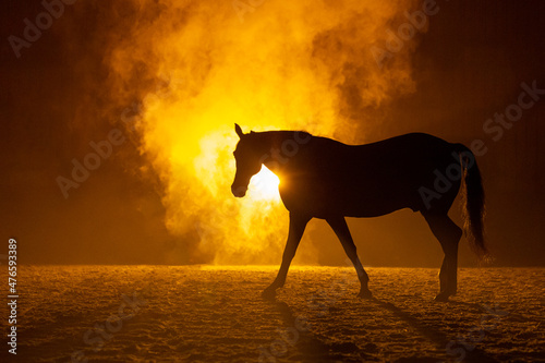 Silhouette of a walking big Horse in a orange smokey atmosphere. A bright lamp lights the smoke behind the horse