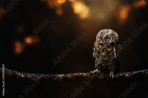 Fotografija Eurasian scops owl (Otus scops) beautiful little owl sits on a broken branch