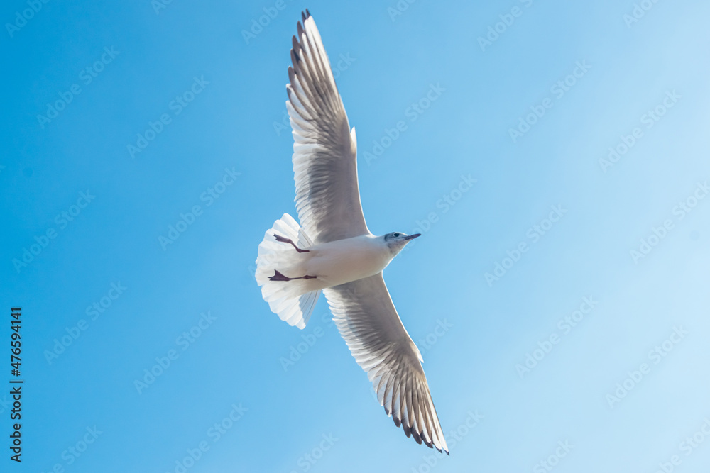 Photos of seagulls flying in the blue sky Photos of seagulls flying in the blue sky