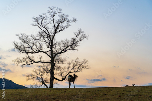 Deers are relaxing on the hill with brighter background.