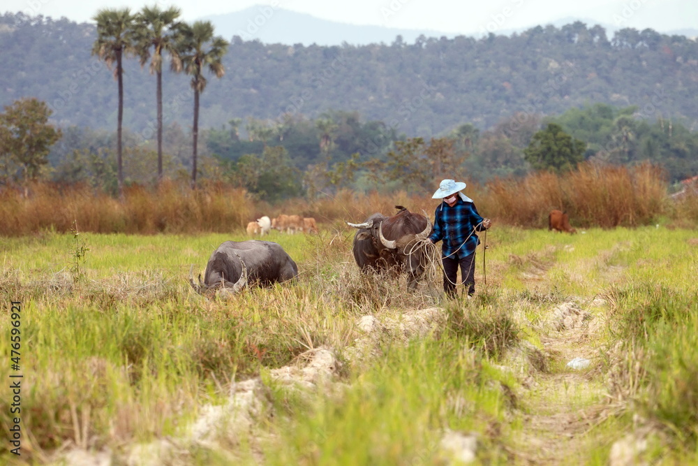 Obraz premium Thai buffalo