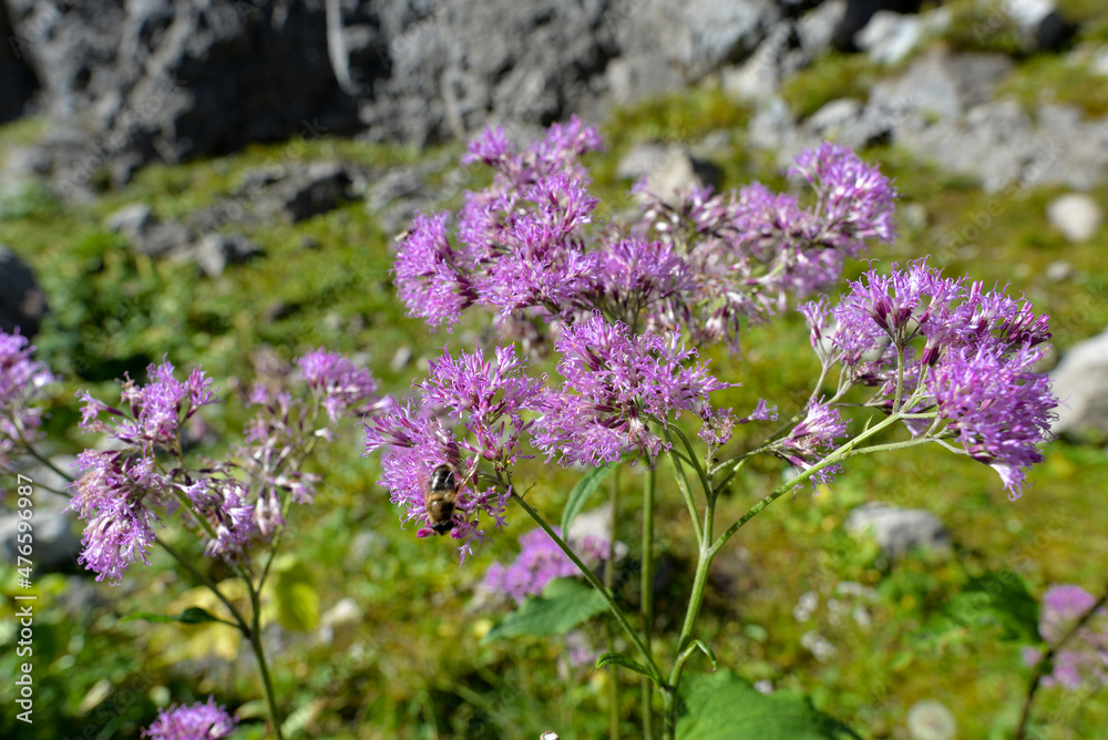 Graue Alpendost (Adenostyles alliariae) im Rätikon-Österreich Graue Alpendost (Adenostyles alliariae) im Rätikon-Österreich