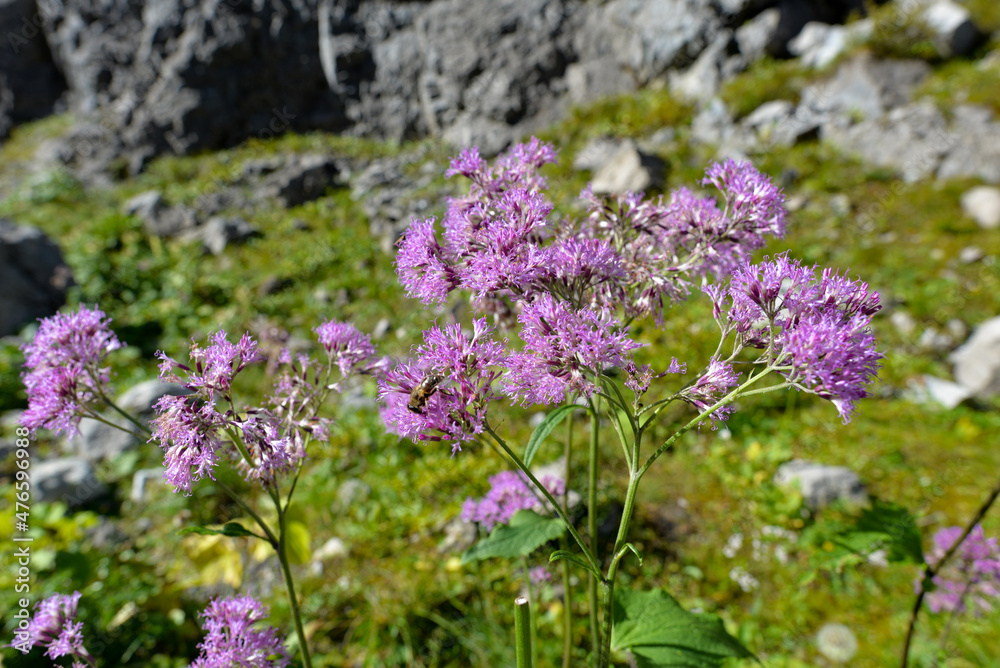 Obraz premium Graue Alpendost (Adenostyles alliariae) im Rätikon-Österreich 