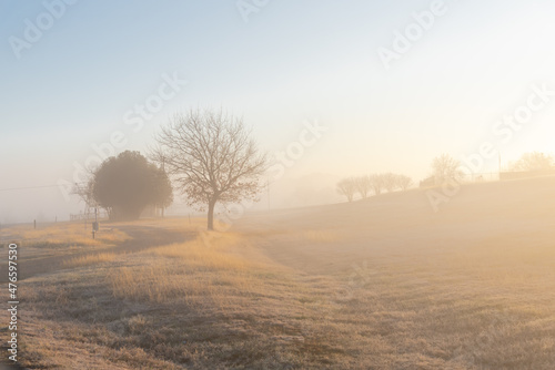 Small curved paved road grassy lawn in foggy morning with tree lined uphill background in Cartwright, Oklahoma, USA