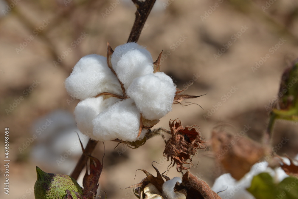 Du coton bio dans un champs de coton au Burkina faso Du coton bio dans un champs de coton au Burkina faso