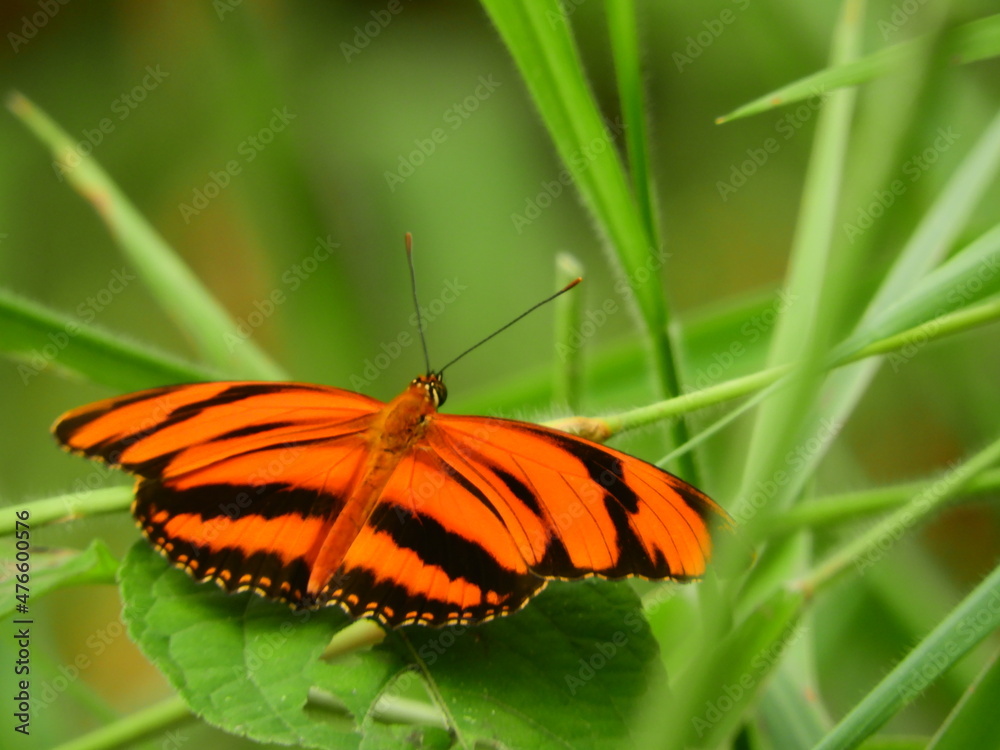 butterfly on a flower