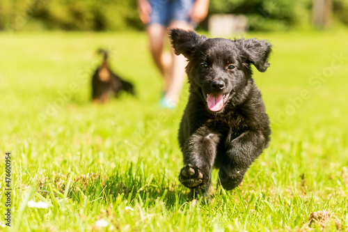 male dog hovawart gold and black, Puppy wants to play and runs on the grass