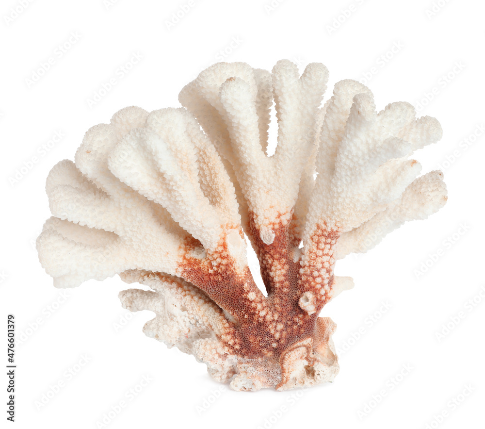 Beautiful exotic sea coral isolated on white Beautiful exotic sea coral isolated on white