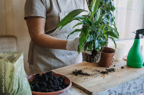 Spring Houseplant Care, repotting houseplants. Waking Up Indoor Plants for Spring. Woman is transplanting plant into new pot at home. Gardener transplant plant Spathiphyllum photo