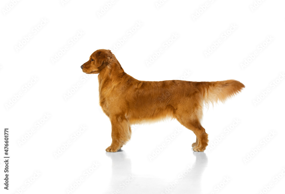 Profile view of purebred dog, american Golden retriever posing isolated  over white studio background. Concept of beauty, pets love, animal life.  Stock Photo | Adobe Stock