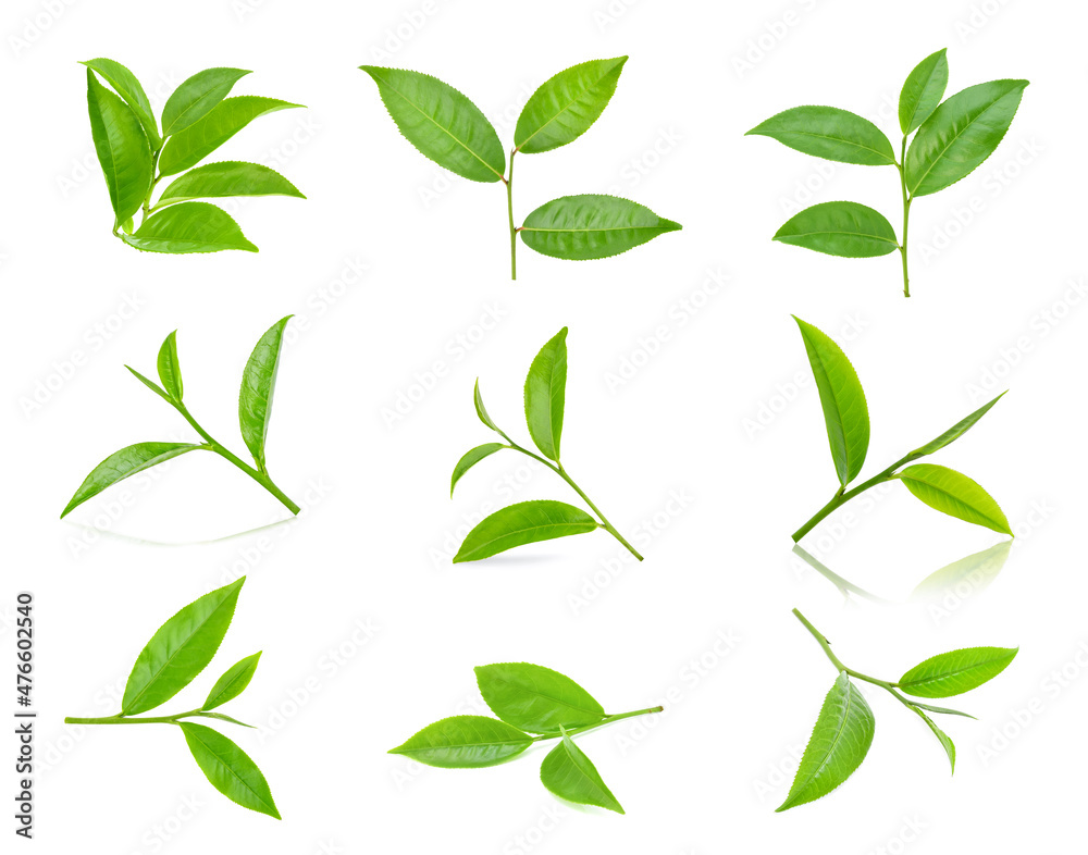 set of green tea leaves isolated on white background set of green tea leaves isolated on white background