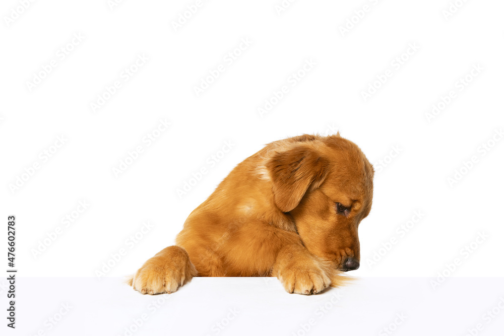 Half-length portrait of beautiful purebred dog, Golden retriever posing isolated over white studio background. Half-length portrait of beautiful purebred dog, Golden retriever posing isolated over white studio background.