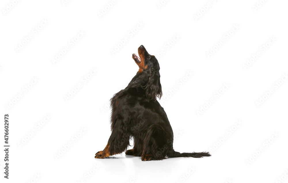 Profile view of purebred dog, Scottish Gordon Setter posing isolated over white studio background. Profile view of purebred dog, Scottish Gordon Setter posing isolated over white studio background.