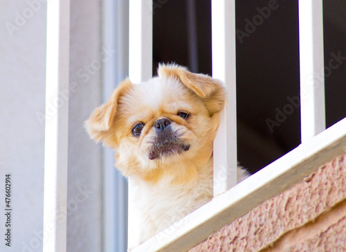 Fotografi small dog looking through the balcony rail of an apartment