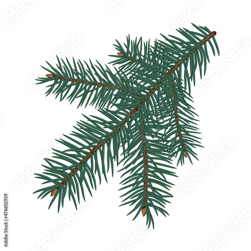 Green fluffy pine branch. Isolated on transparent background