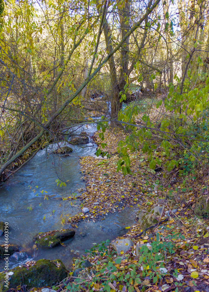 Obraz premium River in the forest