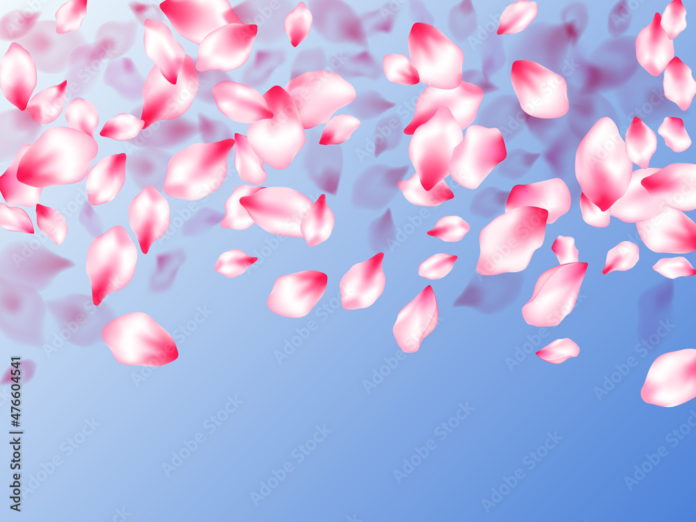 Pink cherry blossom petals isolated Pink cherry blossom petals isolated
