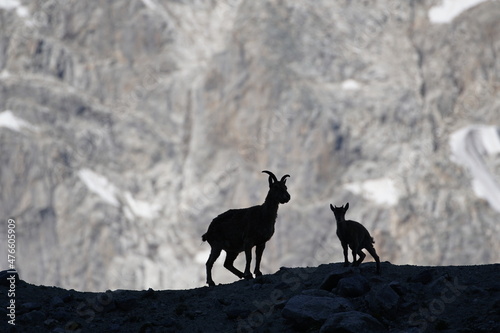 mountain goat on a mountain