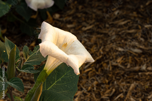 Datura meteloides flower (Moonflower) in a garden. photo