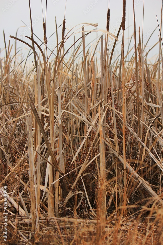 reeds on the bank of lake