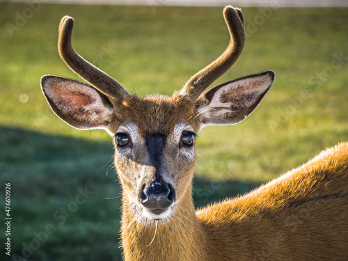 White-tailed deer on Anticosti Island, an island located in the St Lawrence estuary in Cote Nord region of Quebec, Canada photo