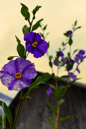 Persische violett, Deutsch violett, Tiddly Twinks (Exacum affine) photo