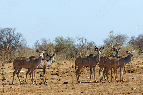 Kudus in Tsumcor © Willy