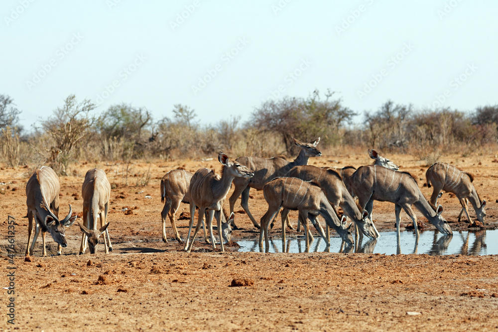 Kudus am Wasserloch